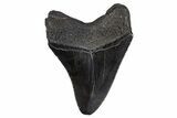 Serrated, Fossil Megalodon Tooth - South Carolina #306239-1